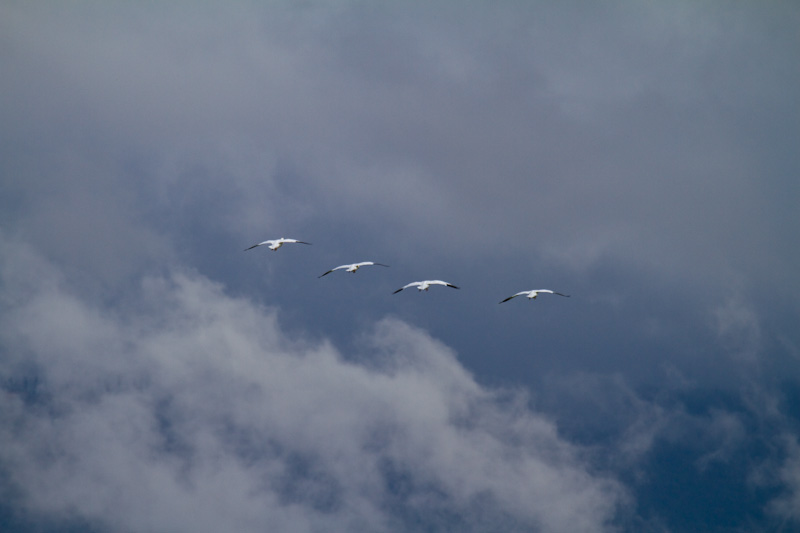 Snow Geese In Flight